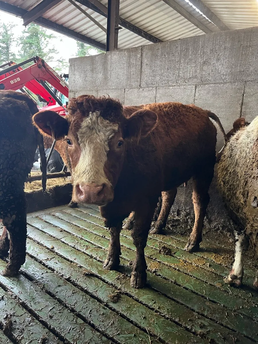 2 super first calved teams - Image 3