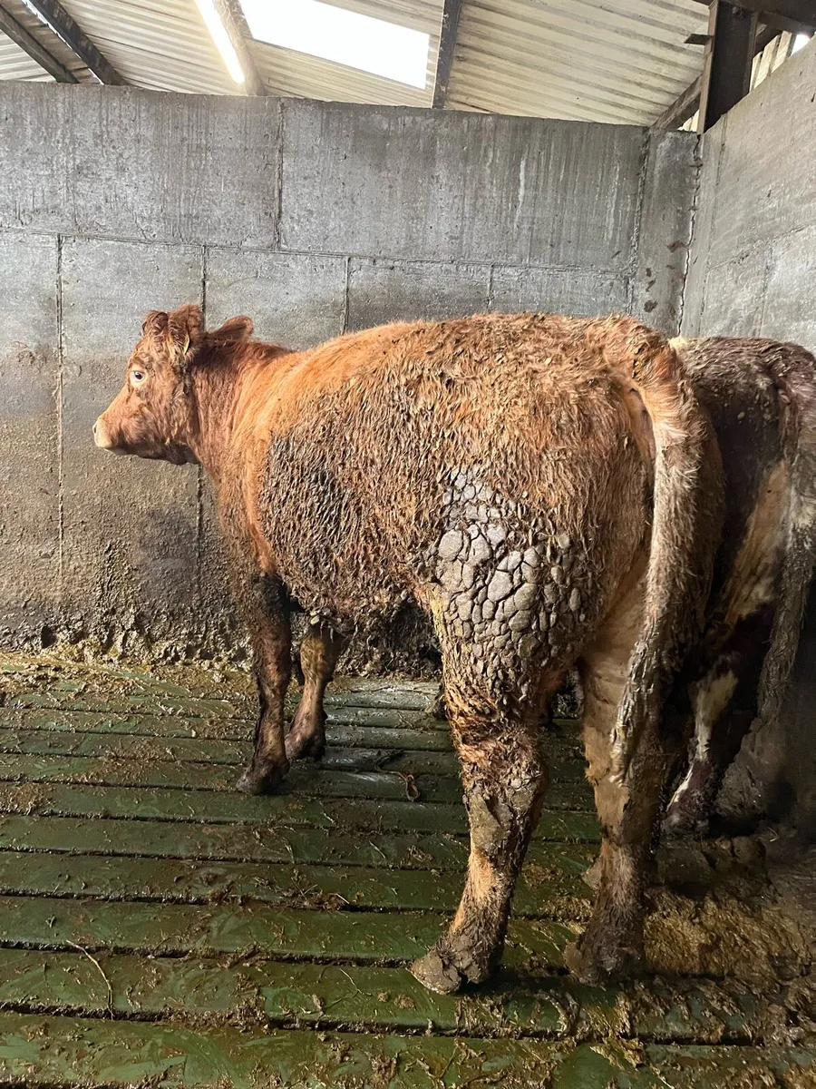 2 super first calved teams - Image 4