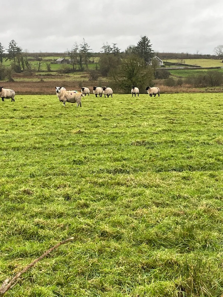 100 inlamb ewes - Image 2