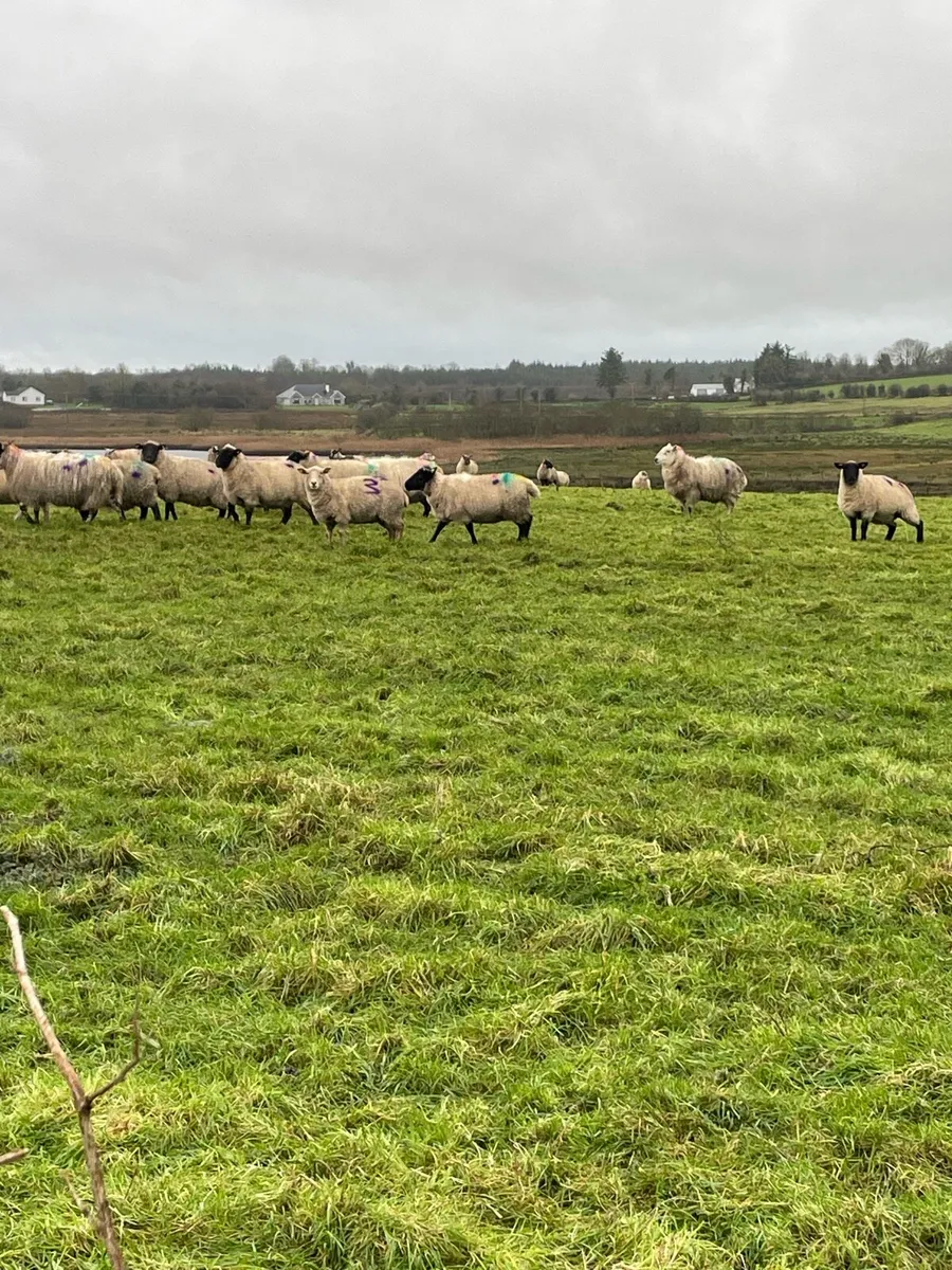 100 inlamb ewes - Image 3