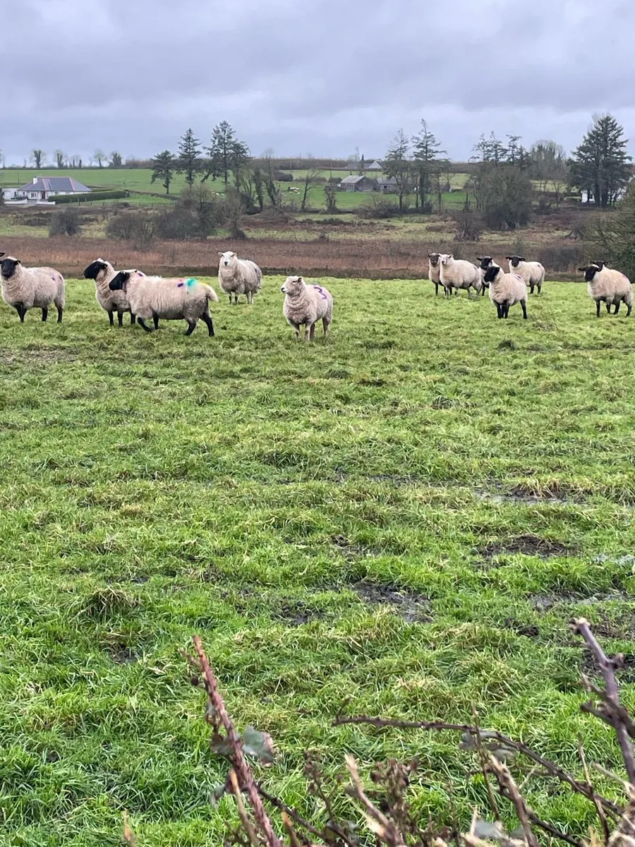 100 inlamb ewes - Image 4