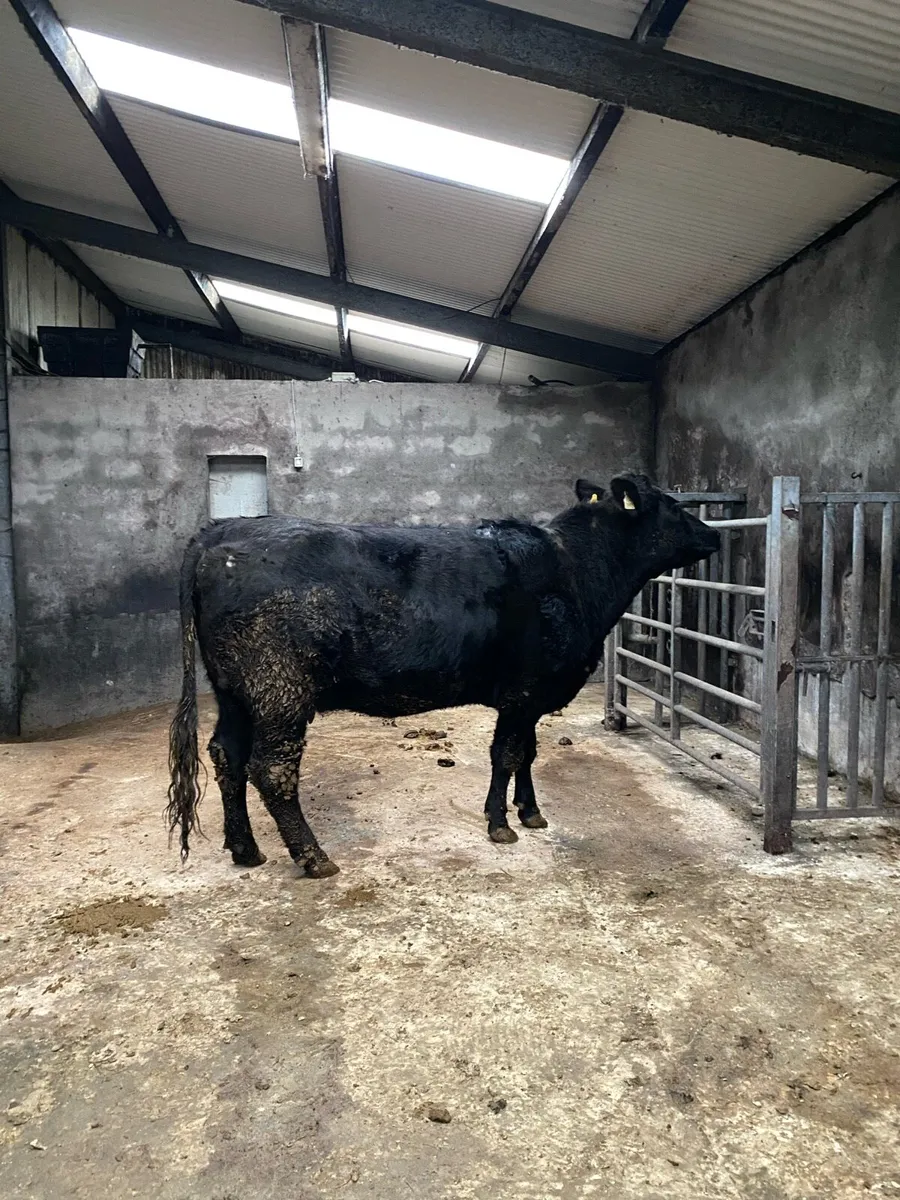 In Calf Angus Heifer