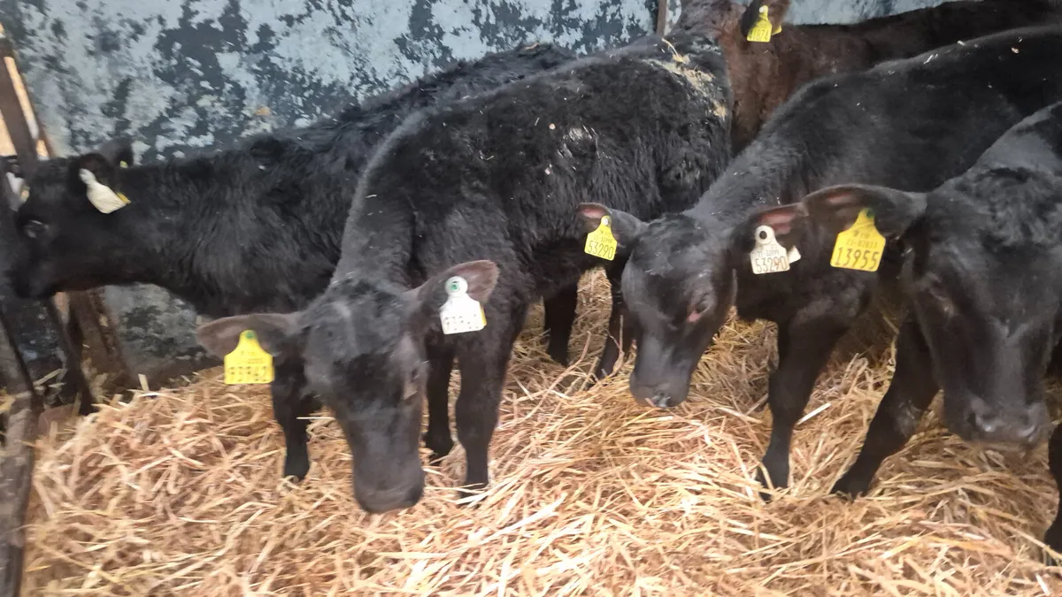 12 Quality Aberdeen Angus Heifers - Image 4