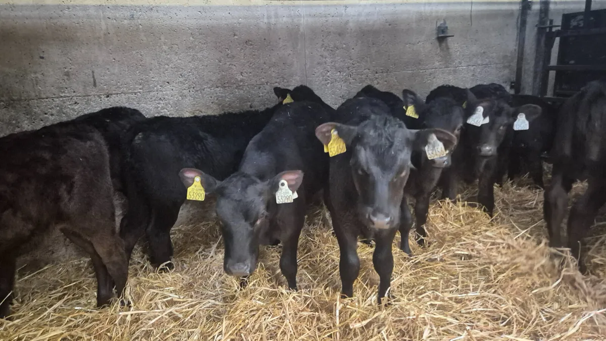12 Quality Aberdeen Angus Heifers - Image 2