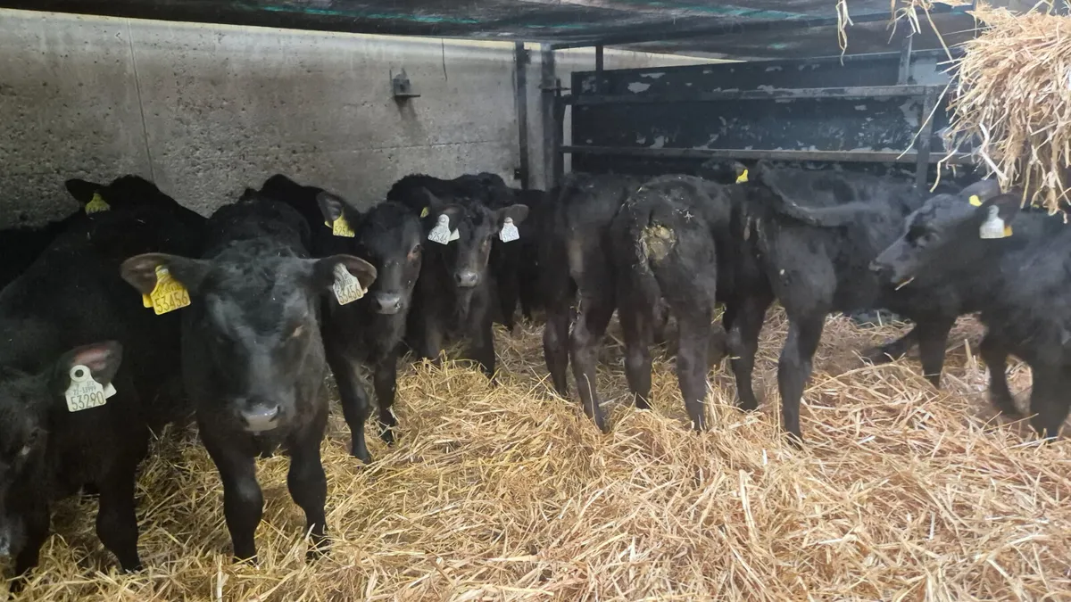 12 Quality Aberdeen Angus Heifers - Image 1