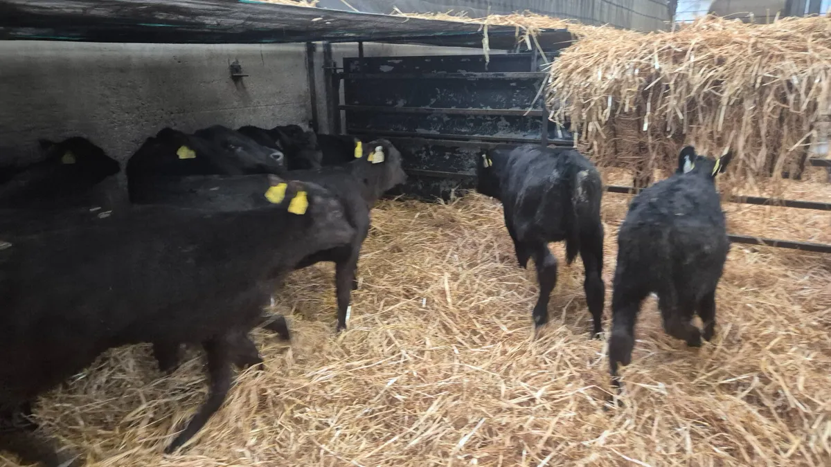 12 Quality Aberdeen Angus Heifers - Image 3