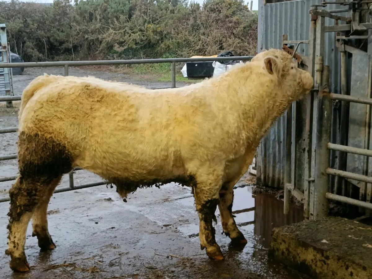 Charolais Bull - Image 2