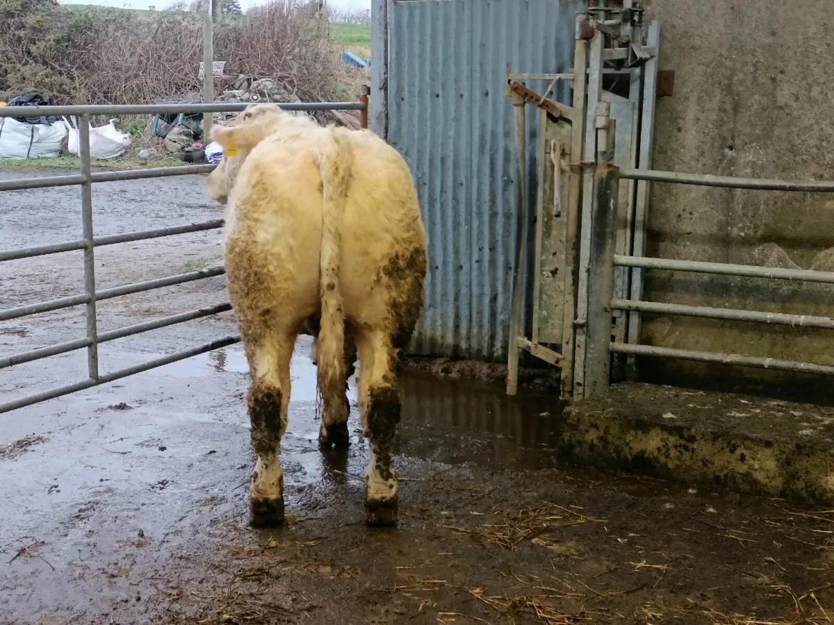 Charolais Bull - Image 3