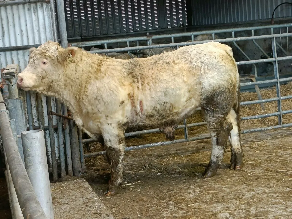 Charolais Bull - Image 4