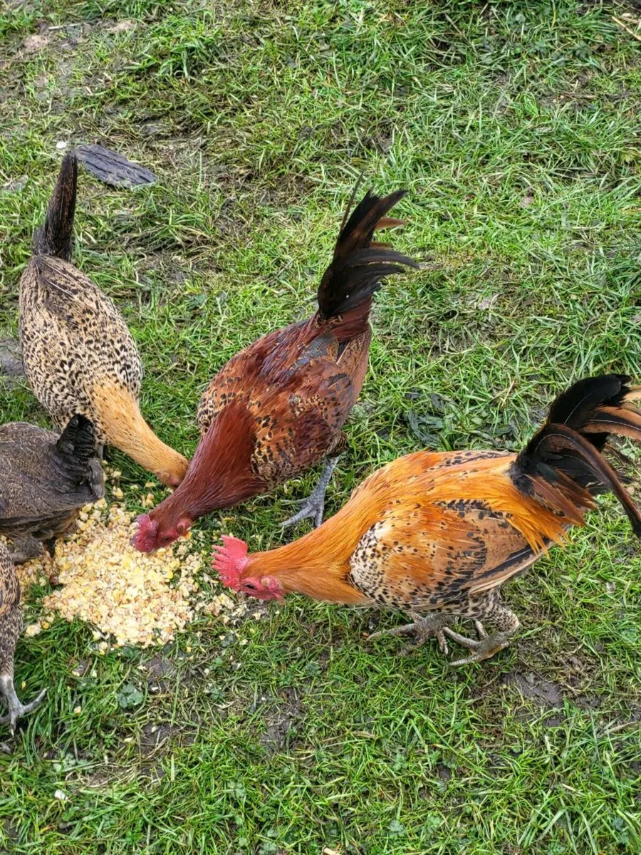 Bantams for sale - Image 4