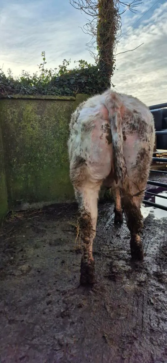 Breeding heifers - Image 2