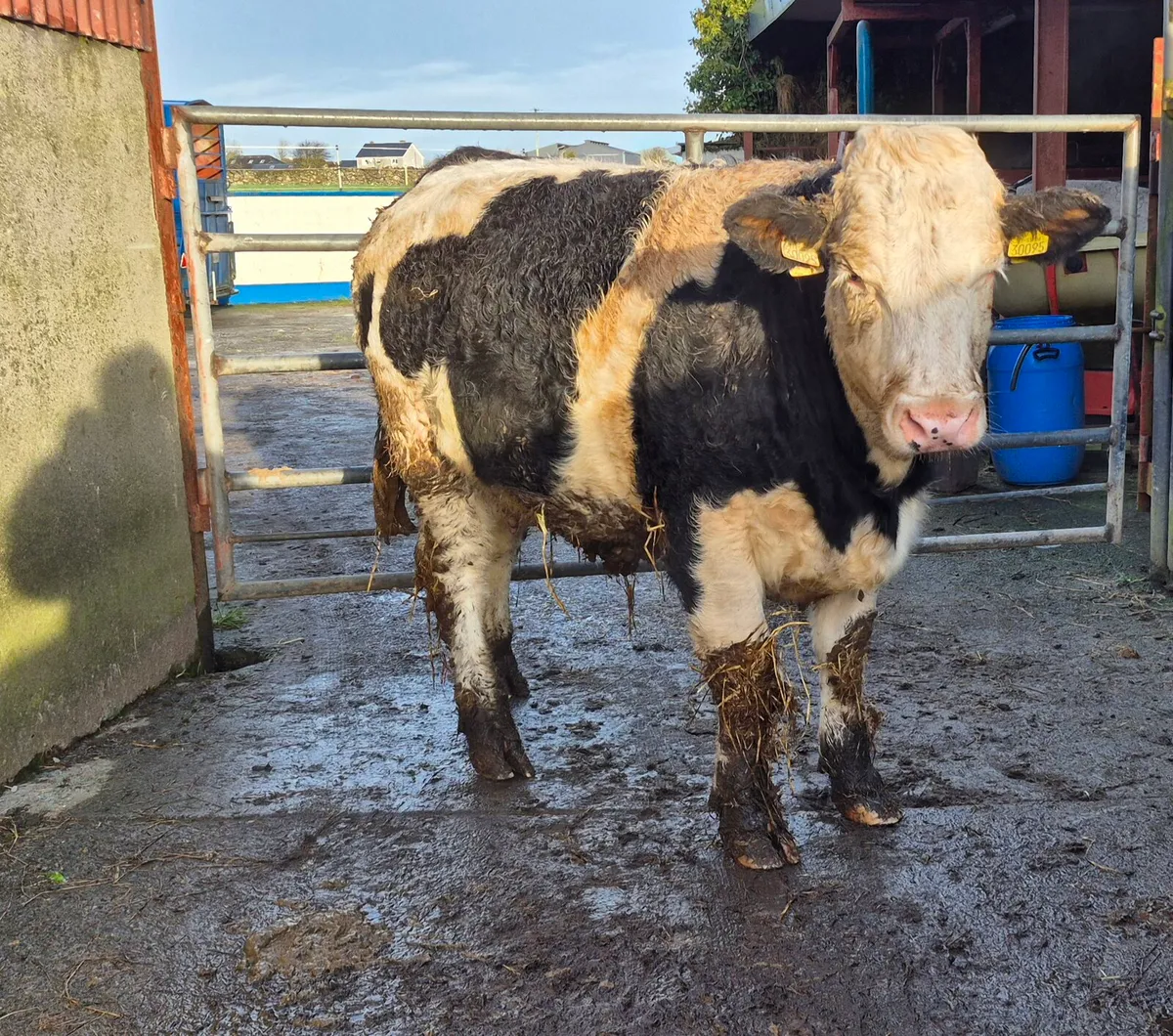 Breeding heifers - Image 3