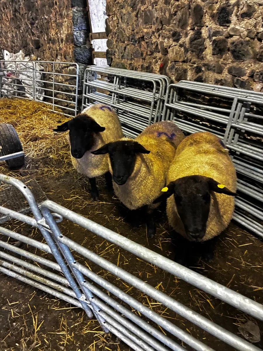 3 Purebred Suffolk Ewes – In Lamb - Image 1