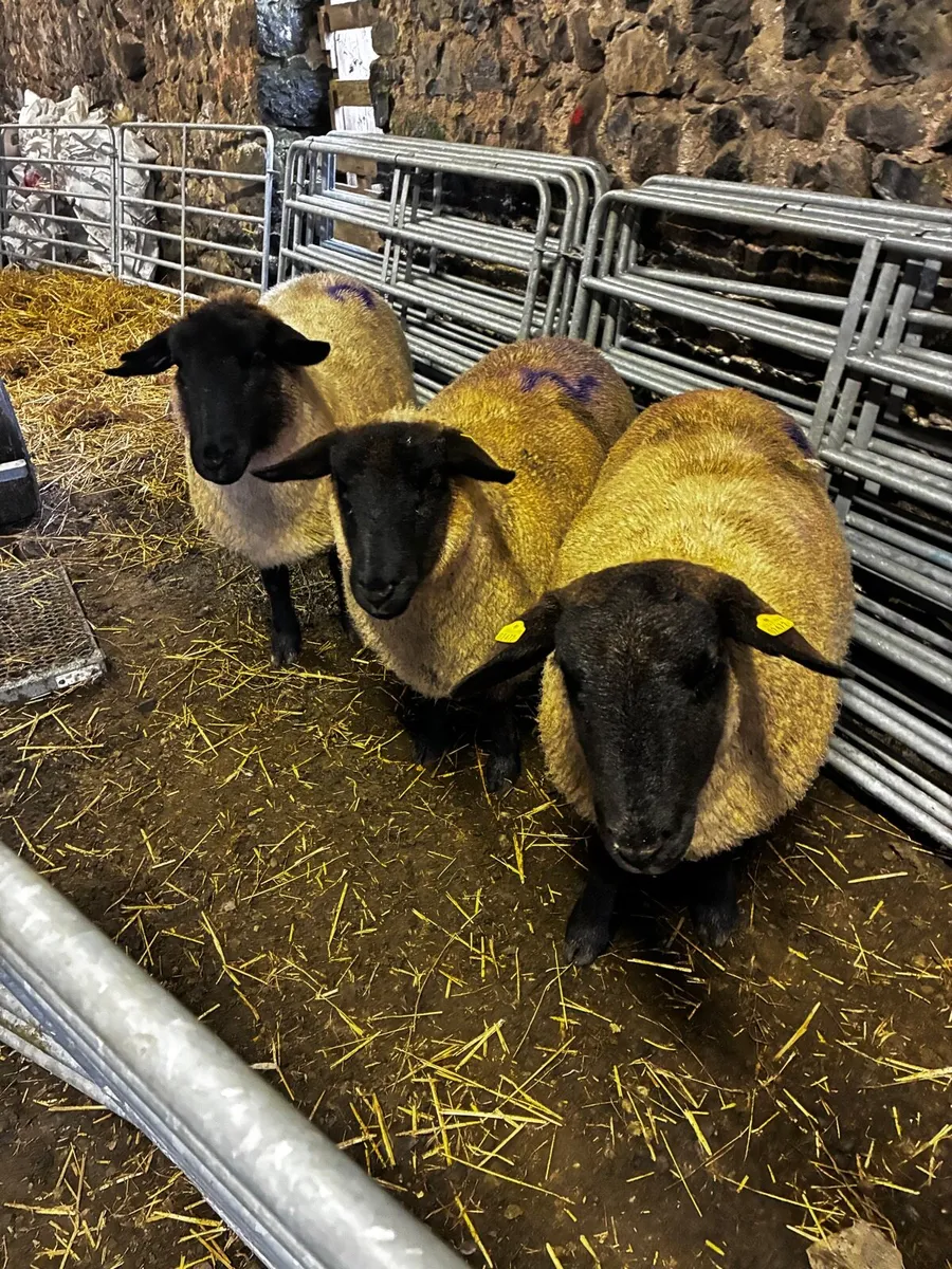 3 Purebred Suffolk Ewes – In Lamb - Image 2