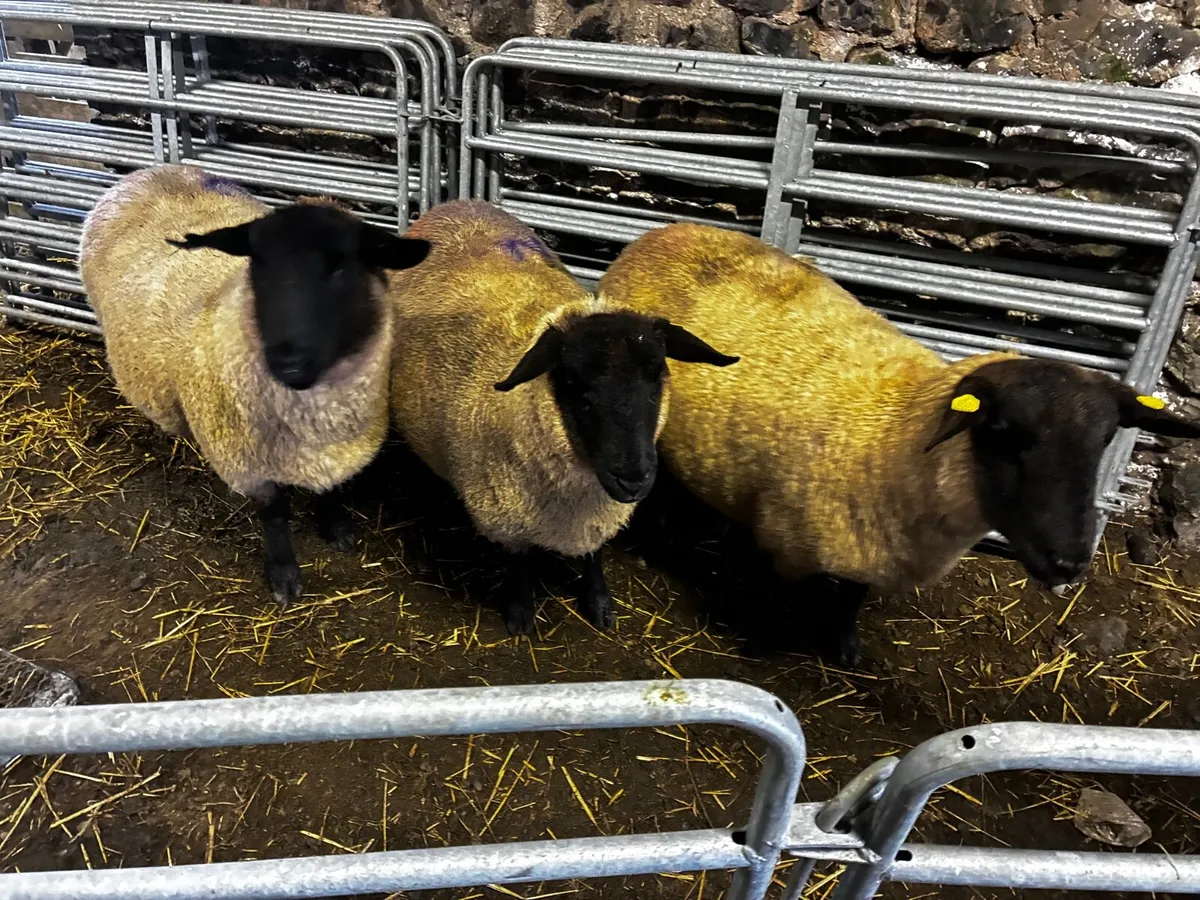 3 Purebred Suffolk Ewes – In Lamb - Image 3