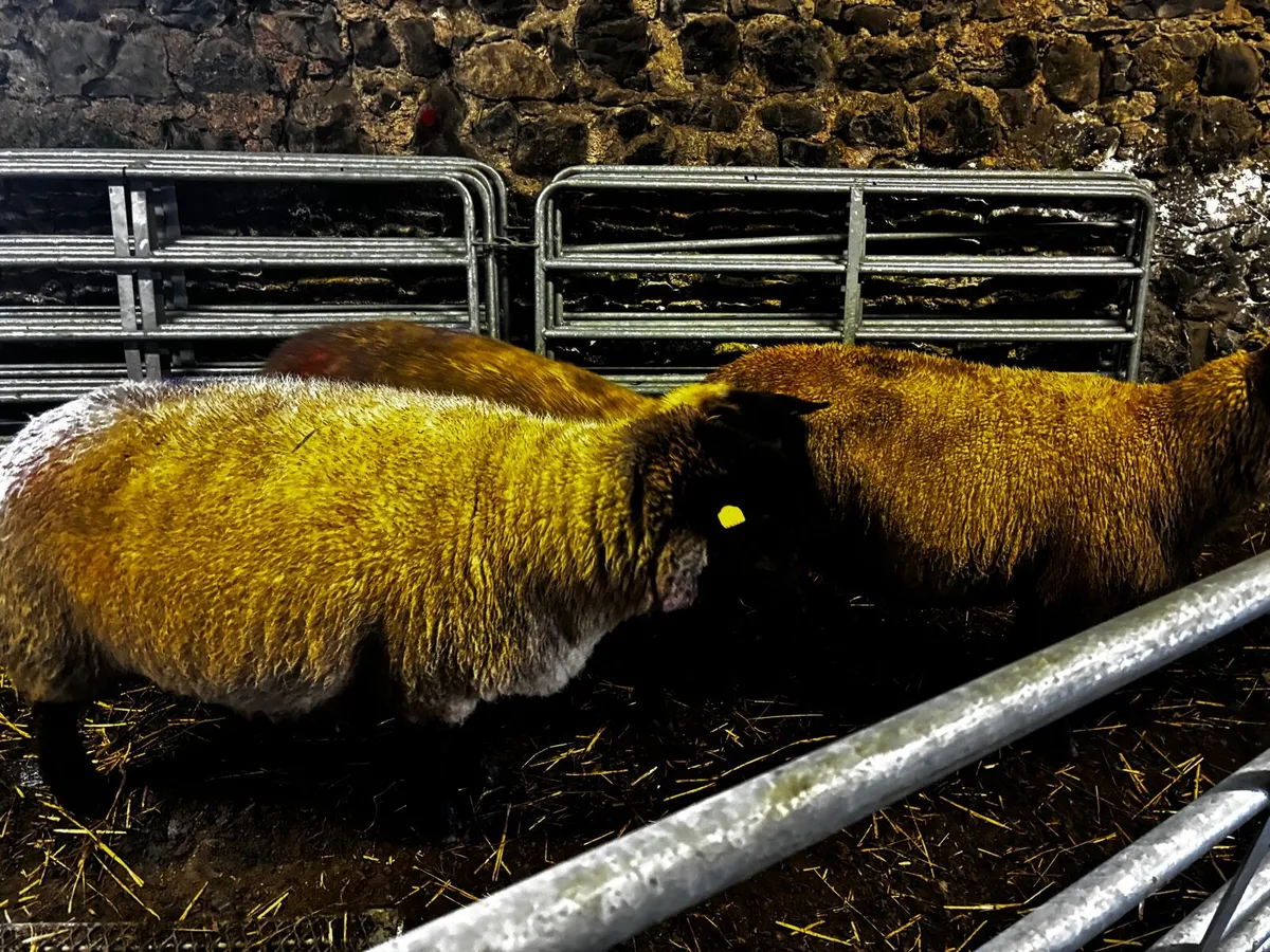 3 Purebred Suffolk Ewes – In Lamb - Image 4