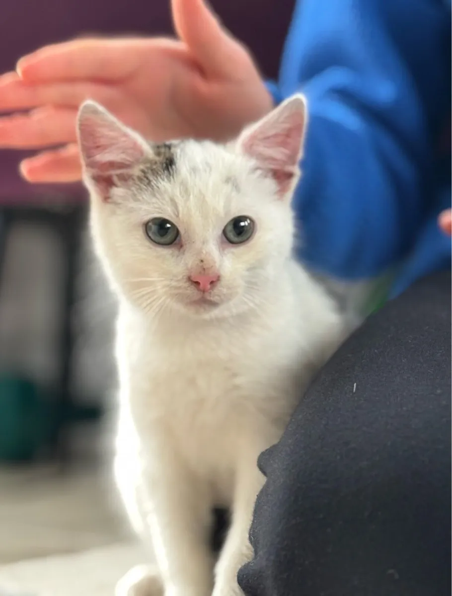 Last two Kittens *can deliver* - Image 2