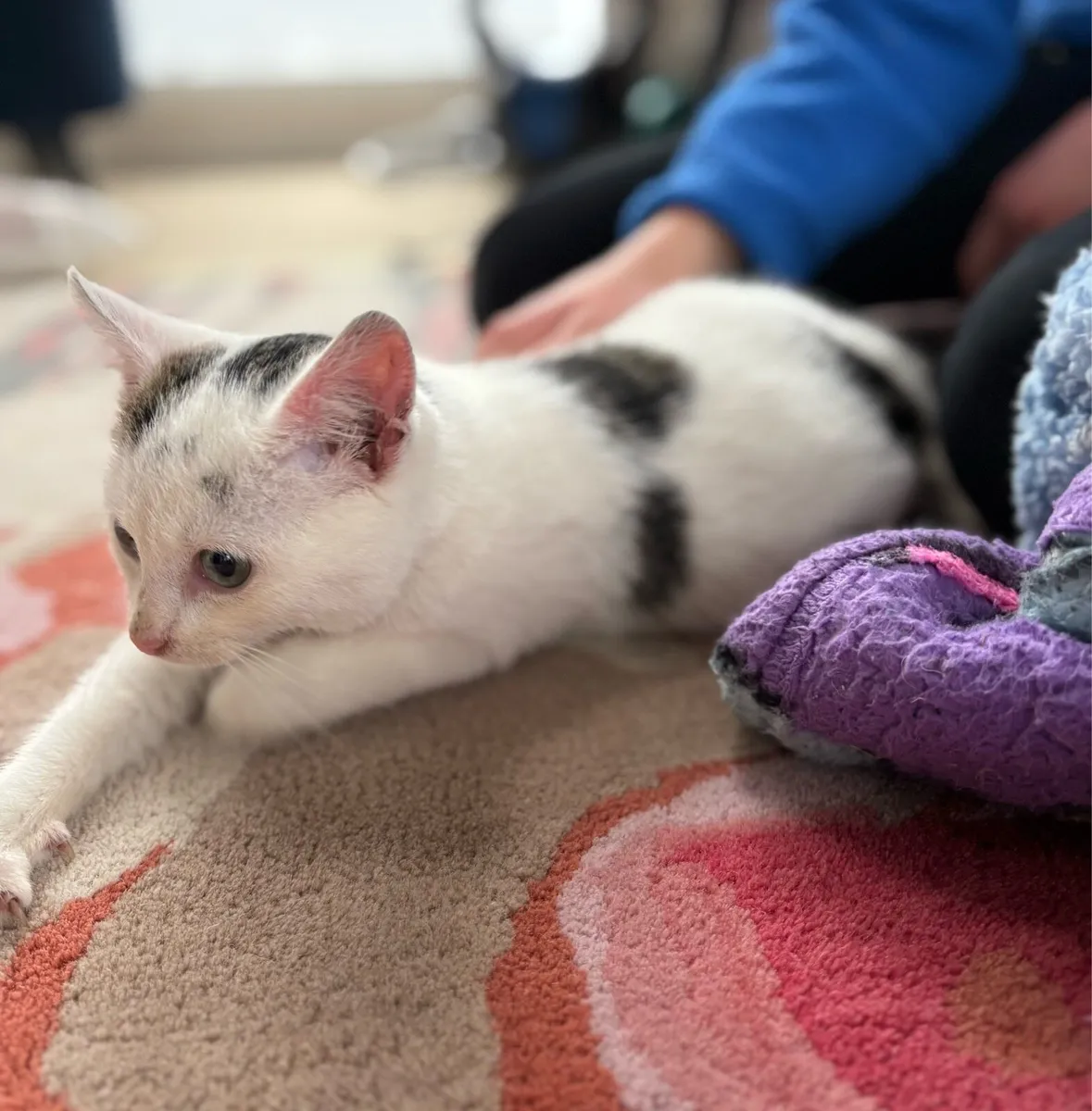 Last two Kittens *can deliver* - Image 3