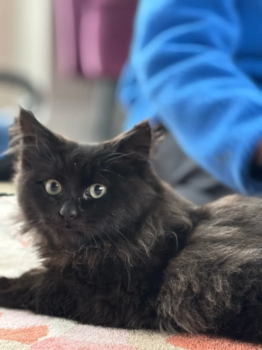 Last two Kittens *can deliver* - Image 4