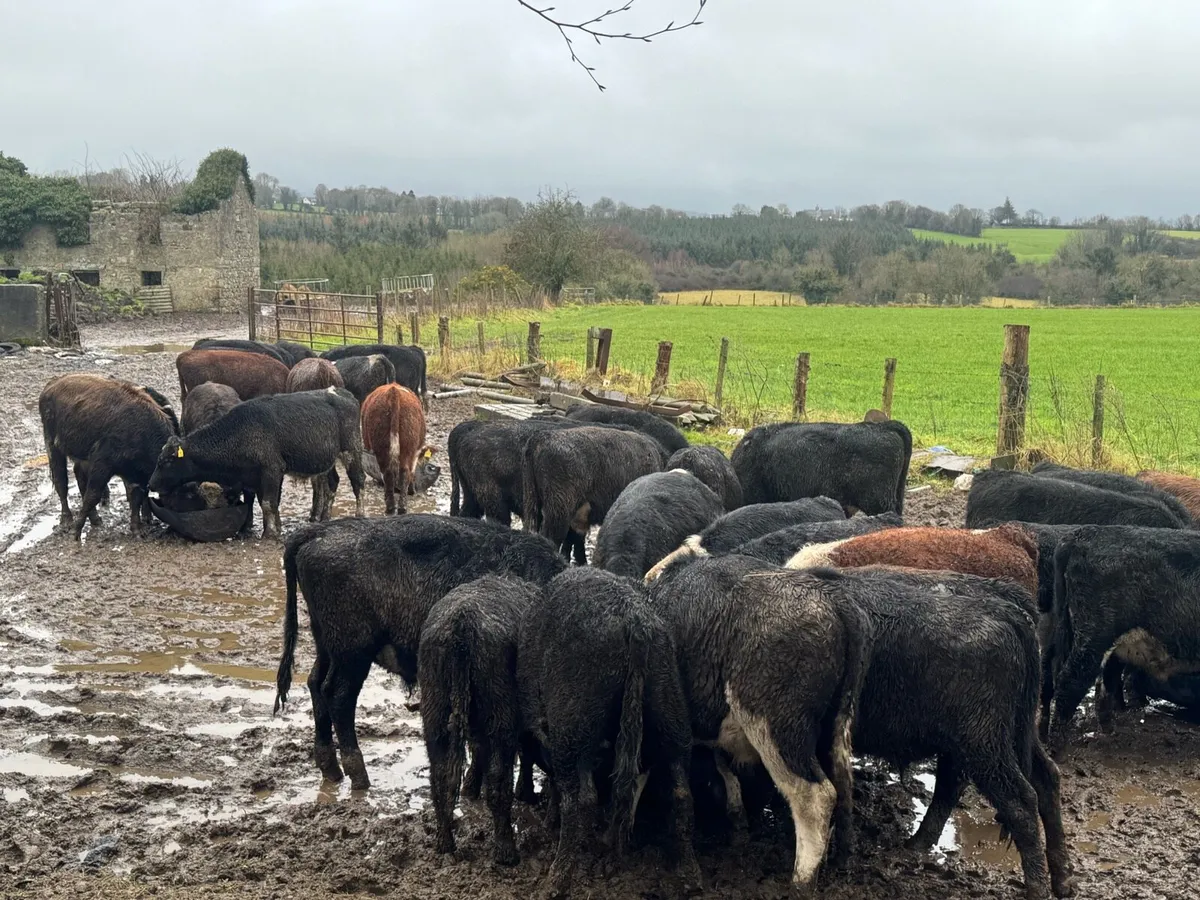 Bull weanlings - Image 1