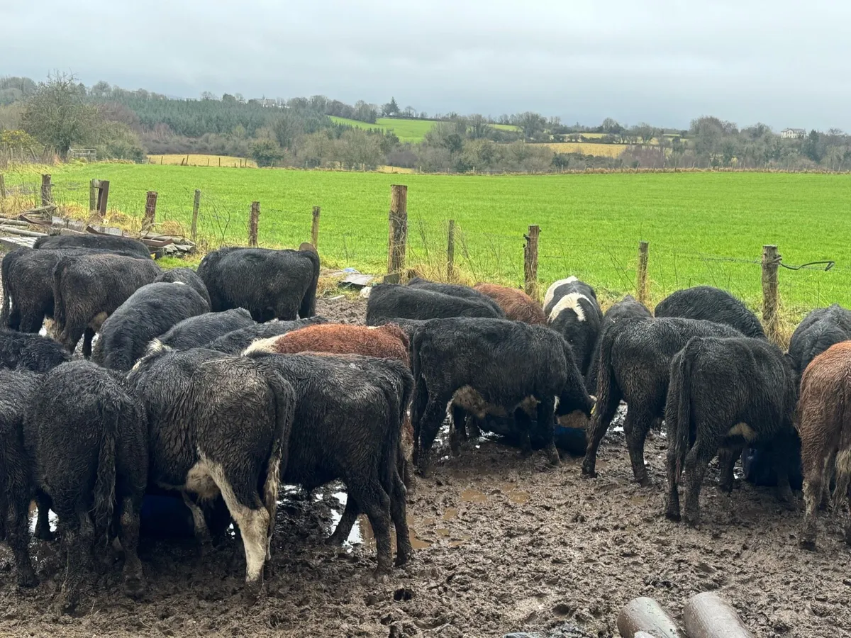 Bull weanlings - Image 2