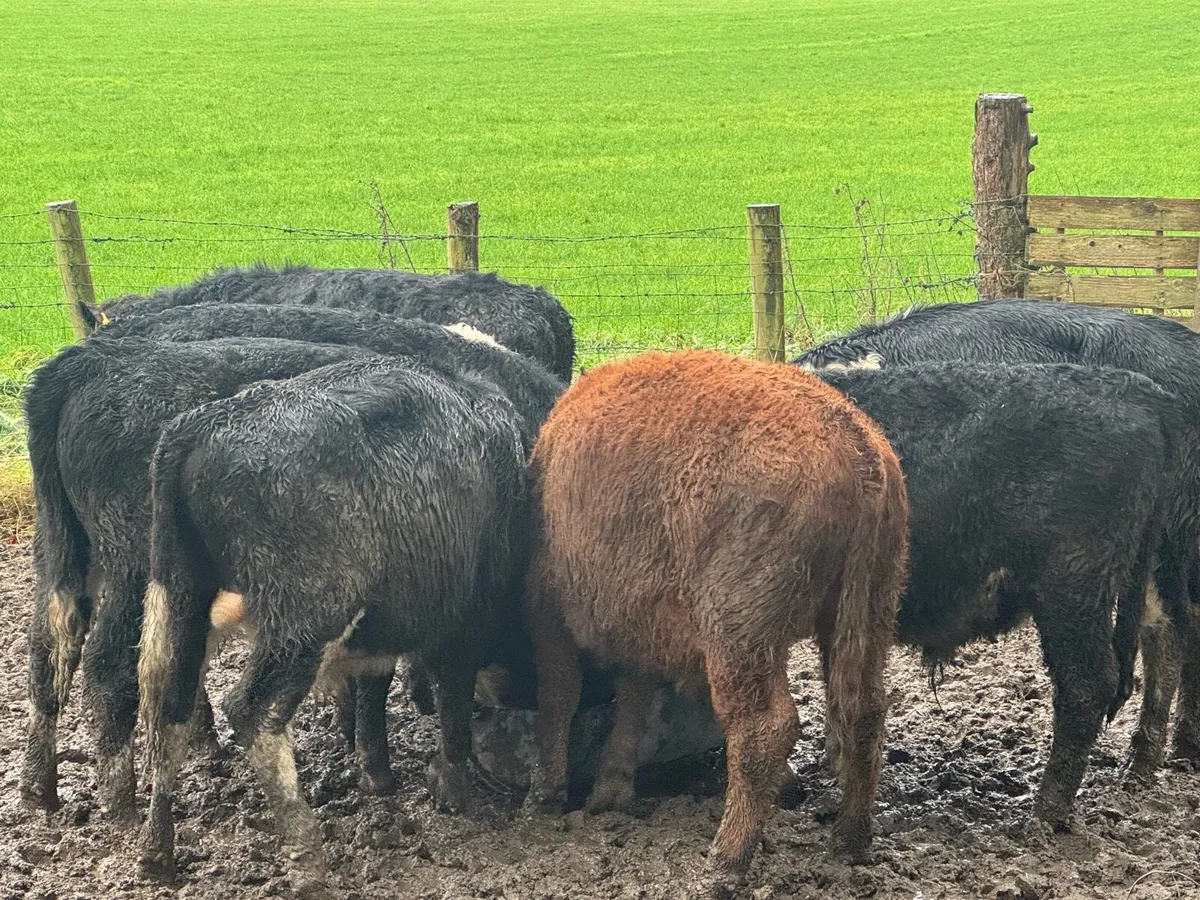 Bull weanlings - Image 3