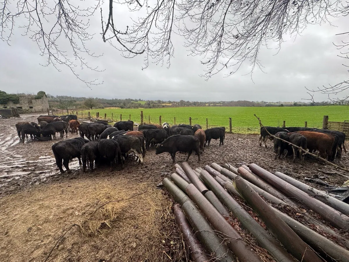 Bull weanlings - Image 4