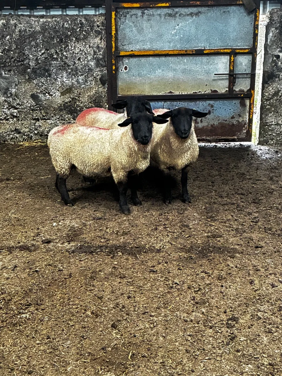 3 Purebred Suffolk Hoggets – In Lamb - Image 1