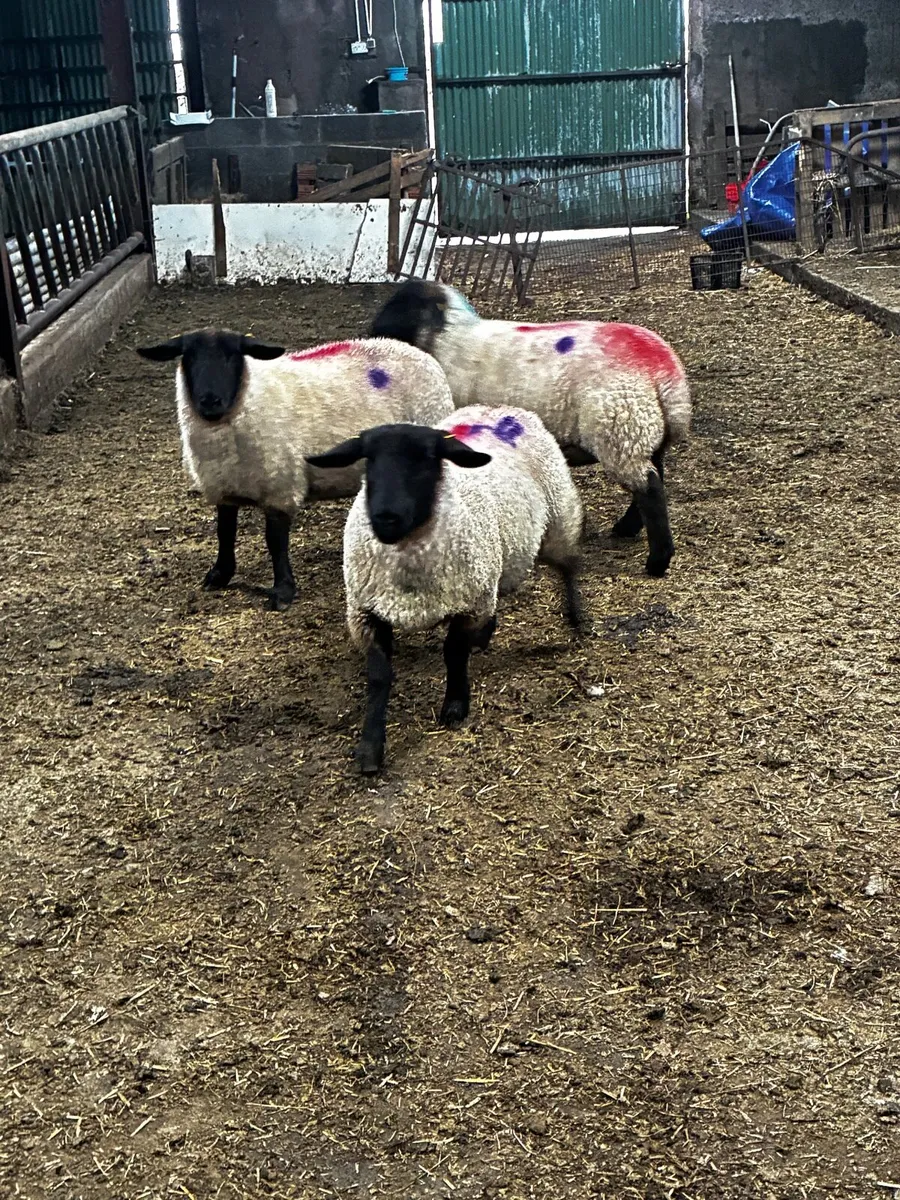 3 Purebred Suffolk Hoggets – In Lamb - Image 2