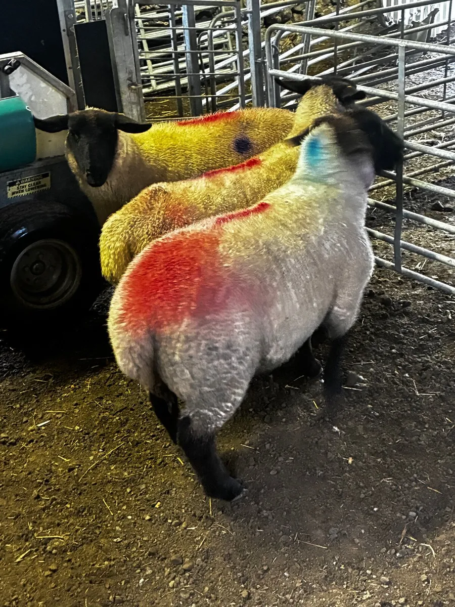 3 Purebred Suffolk Hoggets – In Lamb - Image 3