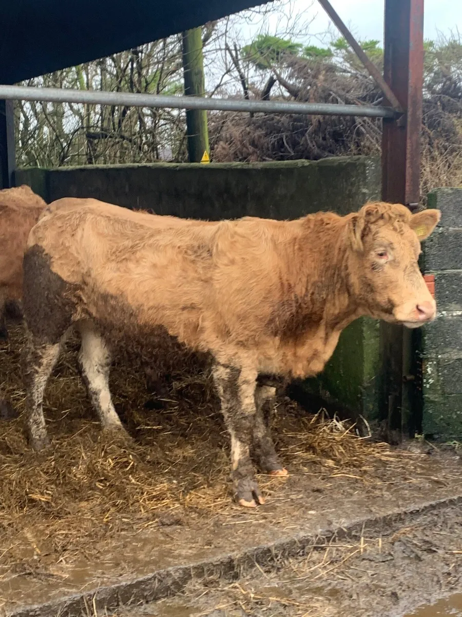 3 Super Incalf Heifers for sale - Image 3