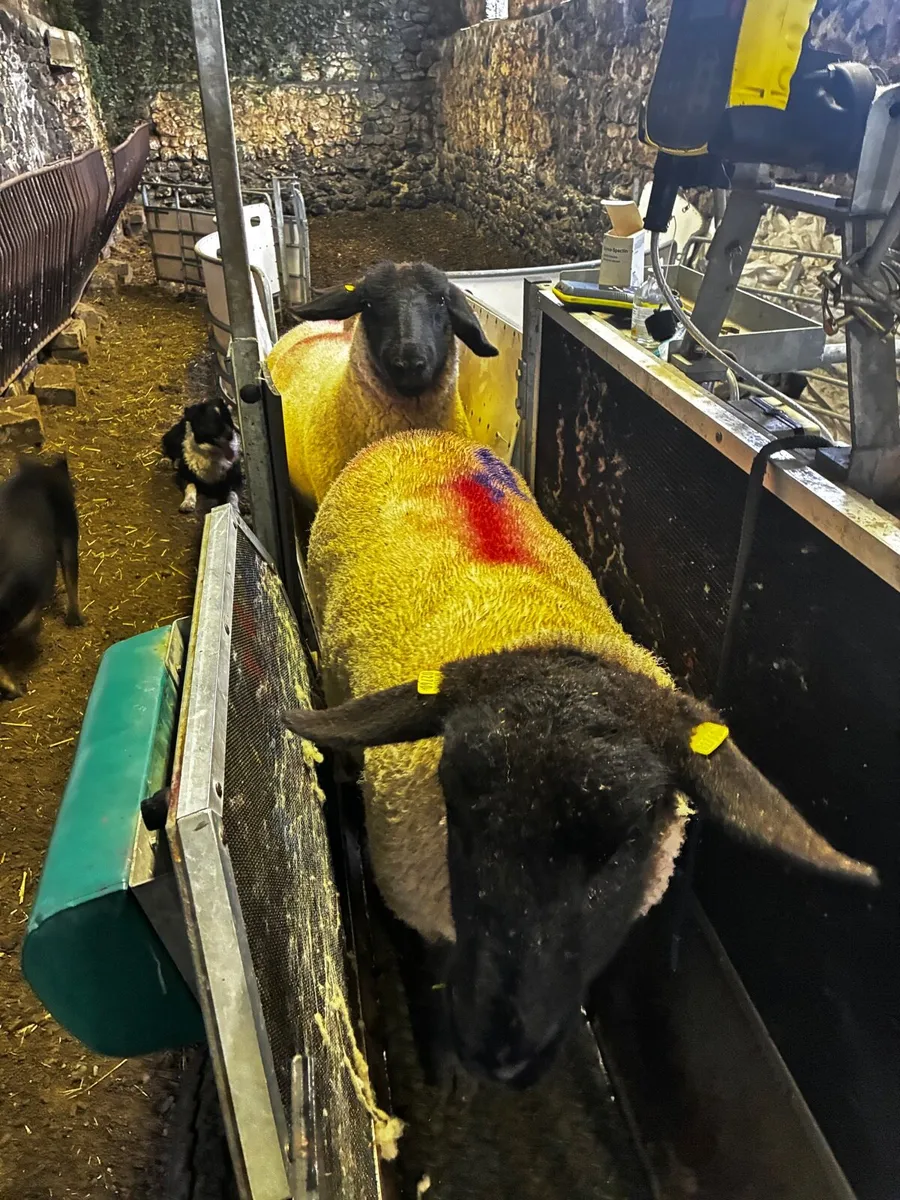 3 Purebred Suffolk Hoggets – In Lamb - Image 4