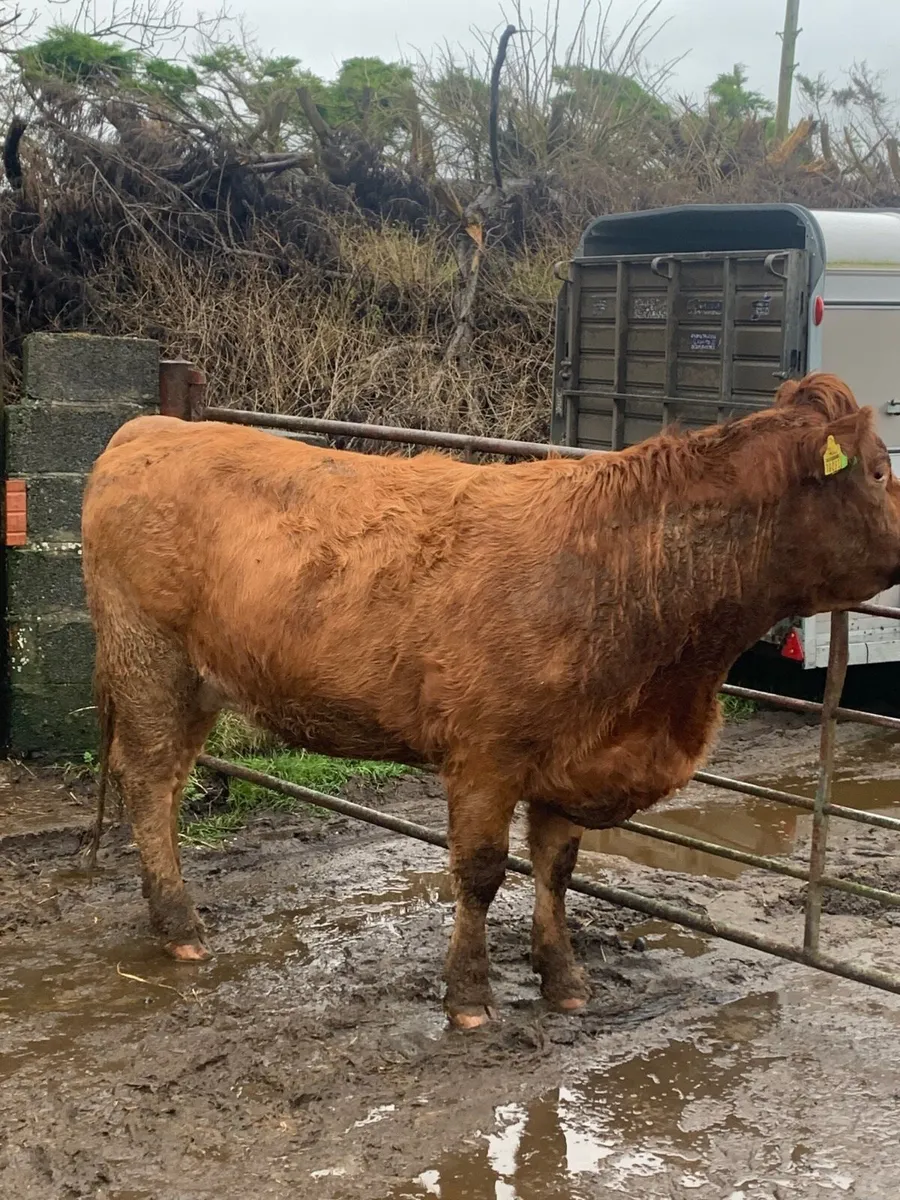 3 Super Incalf Heifers for sale - Image 2