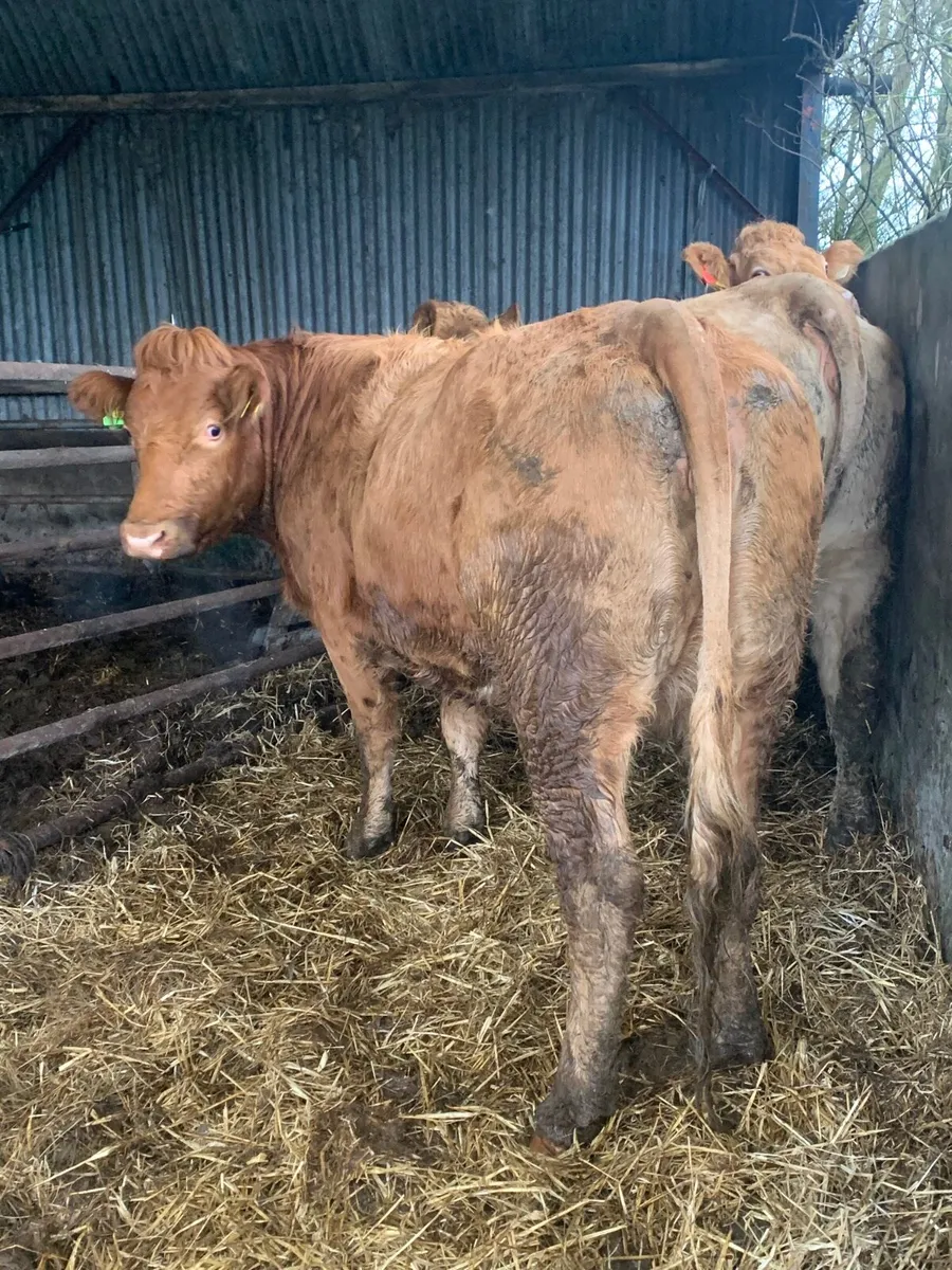 3 Super Incalf Heifers for sale - Image 4