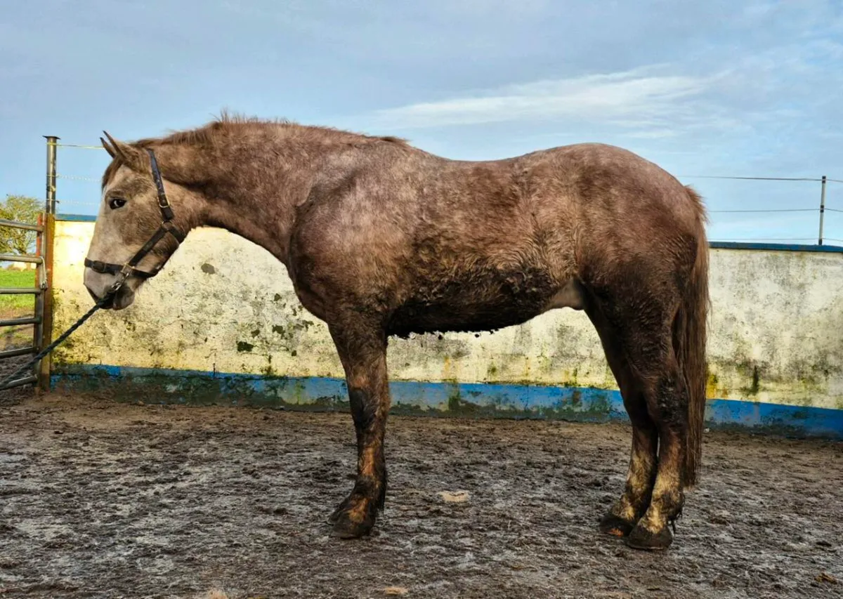 3 yr old Irish Draught gelding - Image 2
