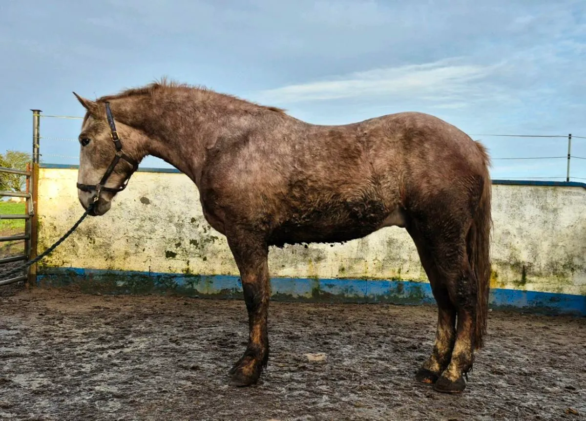 3 yr old Irish Draught gelding - Image 3