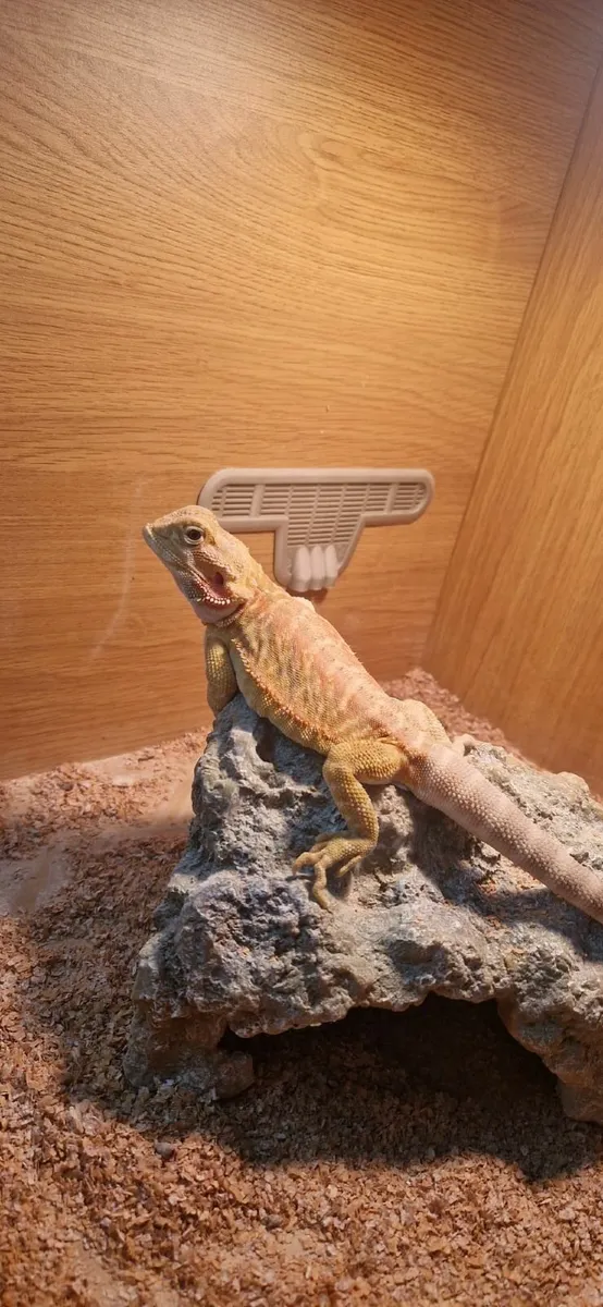 Bearded Dragon - Image 1