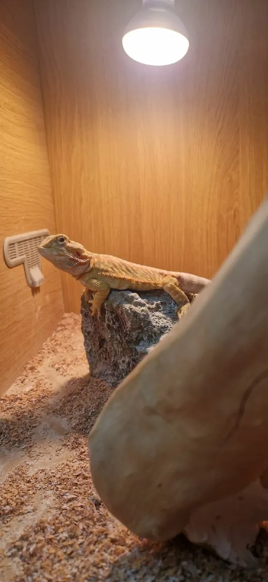 Bearded Dragon - Image 2
