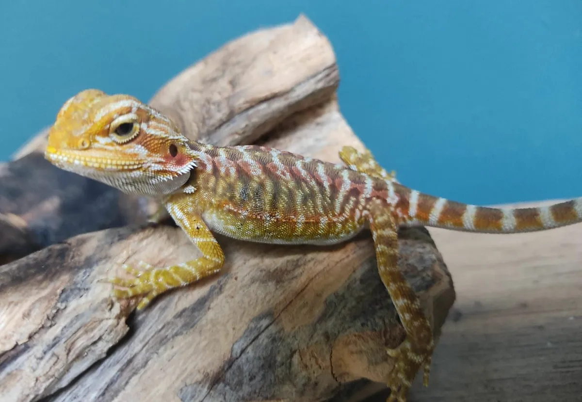 Bearded Dragon - Image 4