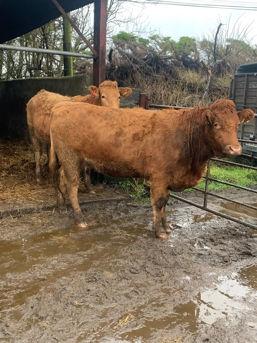 3 Super Incalf Heifers for sale - Image 1