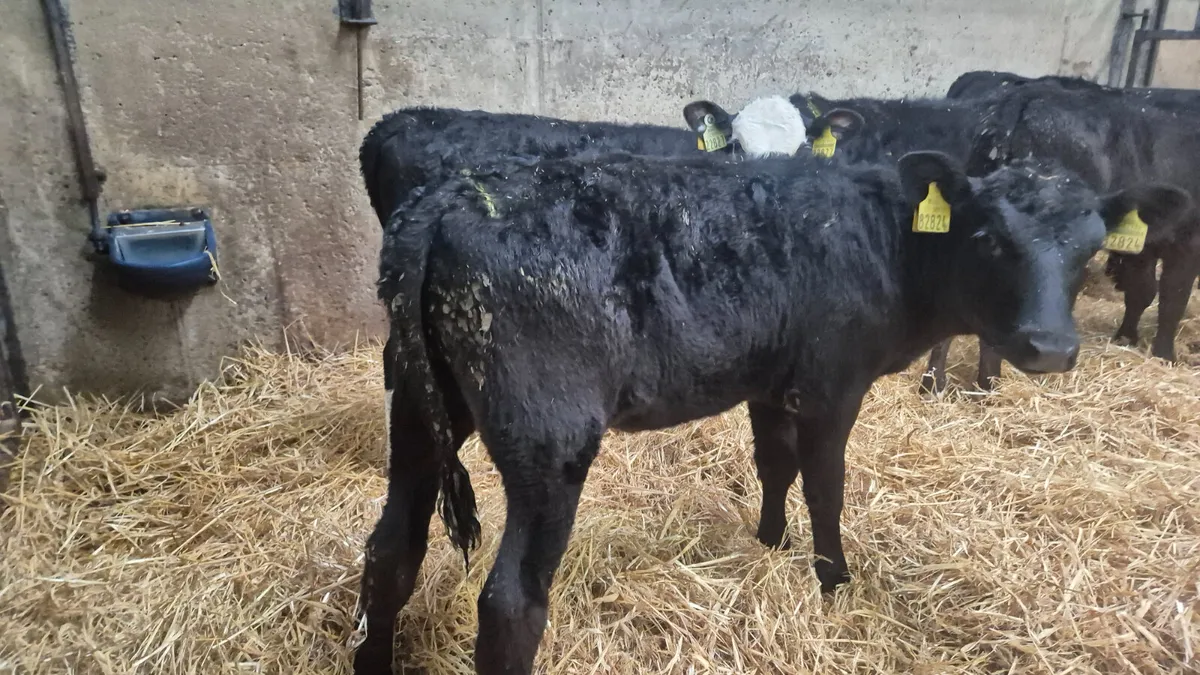 6 Super Starter Heifer calves for sale - Image 3
