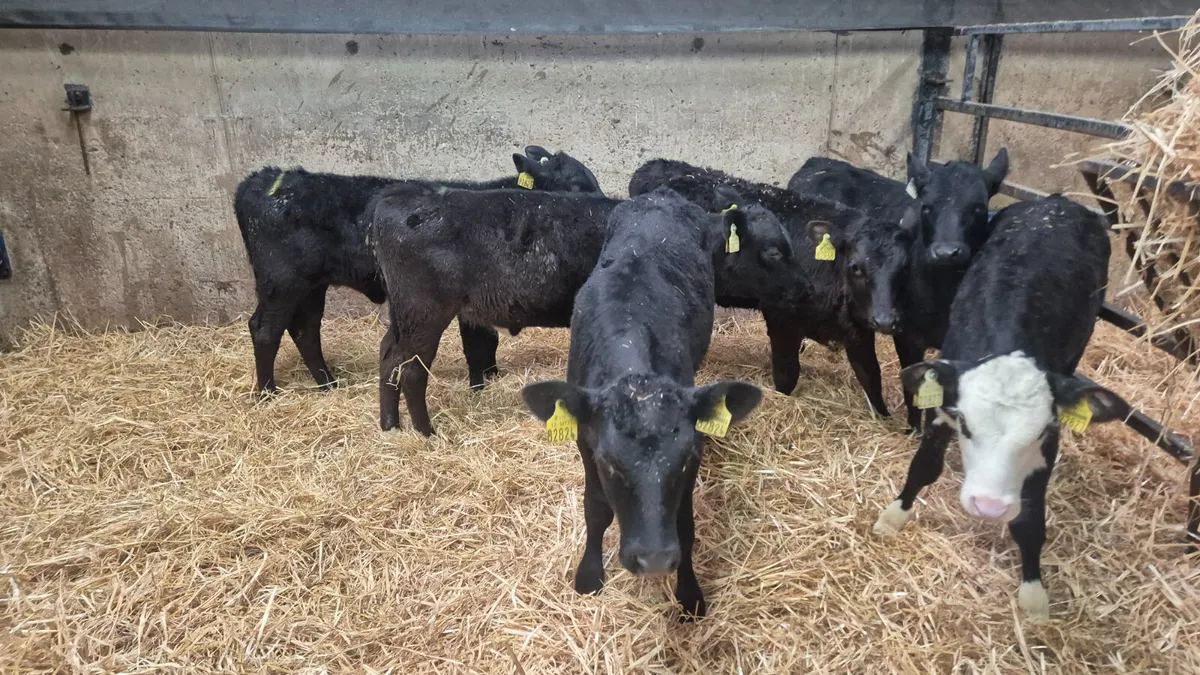 6 Super Starter Heifer calves for sale - Image 1