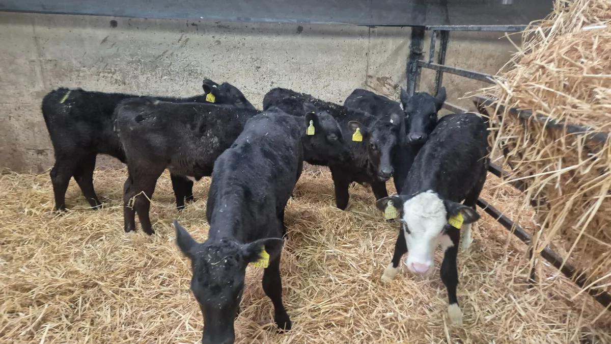 6 Super Starter Heifer calves for sale - Image 2