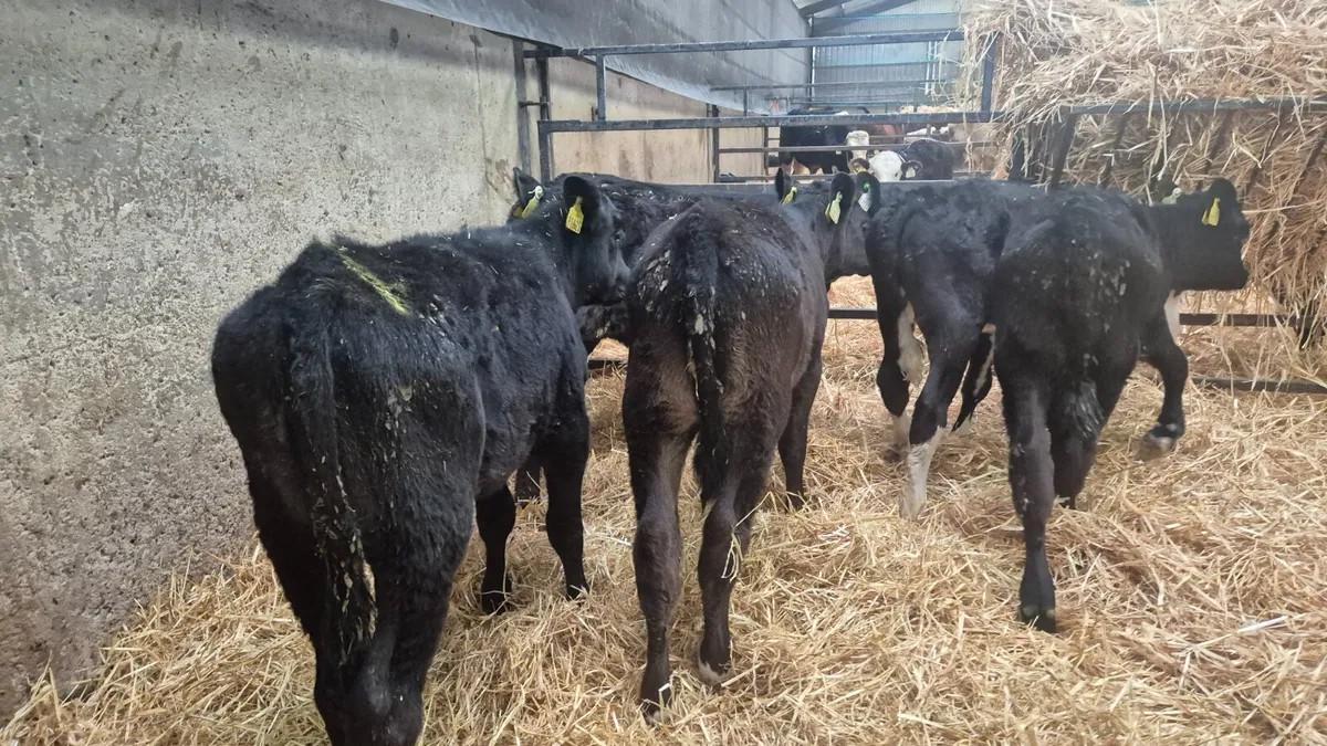 6 Super Starter Heifer calves for sale - Image 4