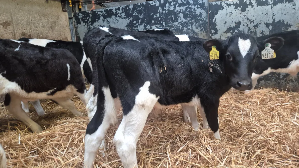10 Strong British Friesian bull calves for sale - Image 4