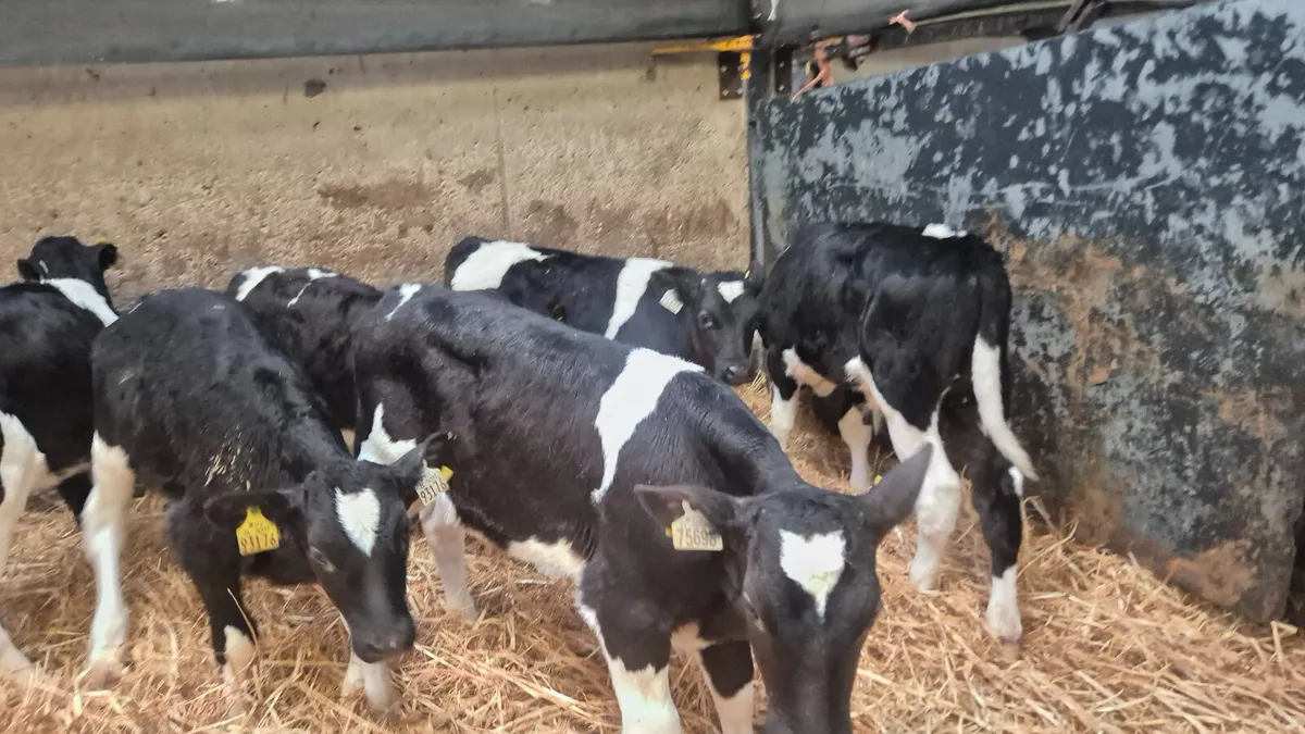 10 Strong British Friesian bull calves for sale - Image 1
