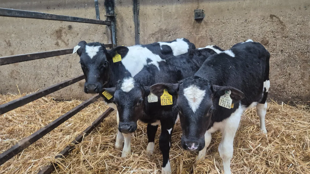 10 Strong British Friesian bull calves for sale - Image 2