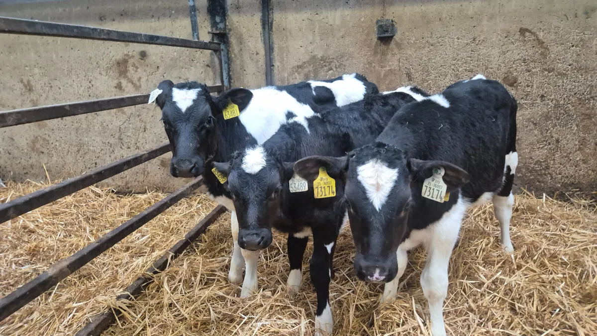 10 Strong British Friesian bull calves for sale - Image 3