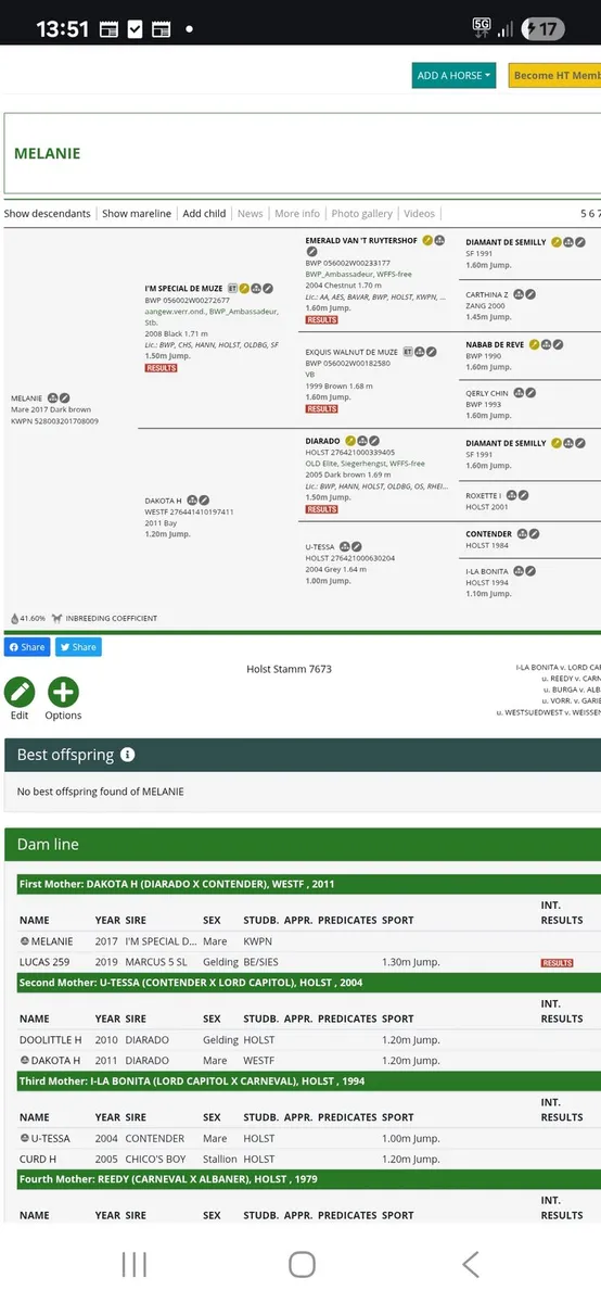 Stunning 3yo filly - Image 4