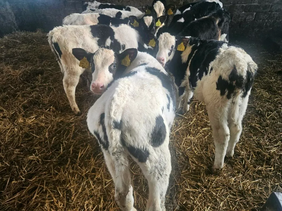 Fresien bulls - Image 1